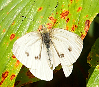 [Close-up of the butterfly on a leaf. The striped antennas and comparatively large eyes and nose are clearly visible. Two dark spots sit on each wing which identifies this as the female of the species. The rest of the wings and part of the body are white.]